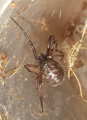 Steatoda diamantina