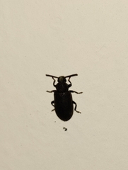 Luprops orientalis