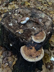Phellinus tremulae