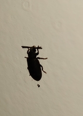 Luprops orientalis