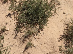 Elymus elymoides