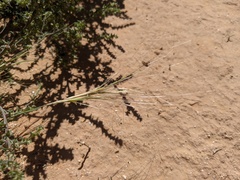 Elymus elymoides