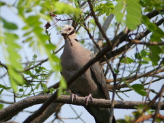 Streptopelia semitorquata