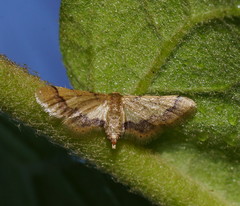 Idaea trypheropa