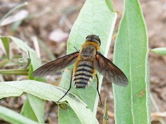 Poecilanthrax lucifer