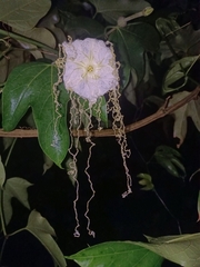 Hodgsonia macrocarpa