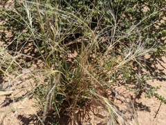 Elymus elymoides