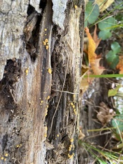 Dacrymyces stillatus