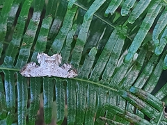 Dysaethria flavistriga