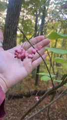 Euonymus atropurpureus