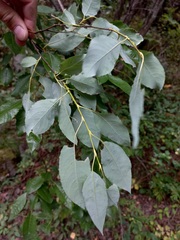 Salix taraikensis