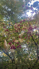 Euonymus europaeus