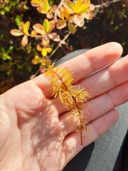 Hylocomium splendens