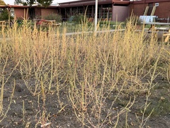 Amaranthus tuberculatus