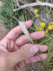 Bothriochloa barbinodis