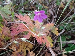 Geranium palustre