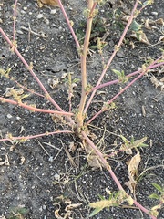 Amaranthus tuberculatus