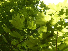 Acer floridanum