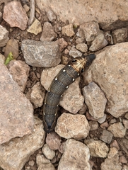 Xylophanes falco