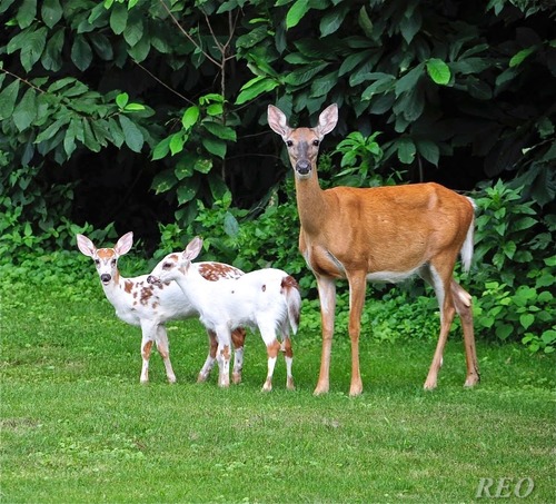 White-tailed Deer photographed in Maryland