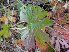Geranium palustre