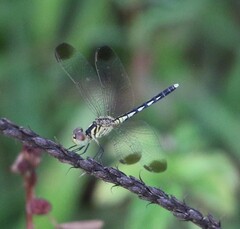 Diplacodes nebulosa