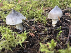 Tricholoma virgatum