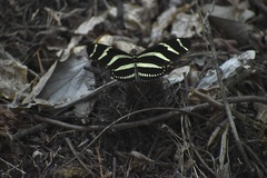 Heliconius charithonia vazquezae