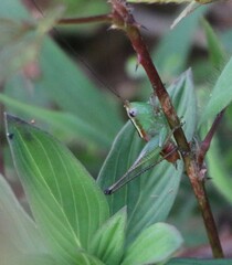 Conocephalus signatus