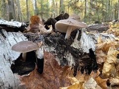 Pluteus cervinus