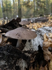 Pluteus cervinus