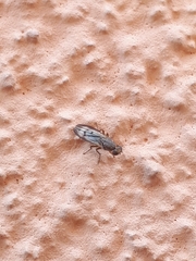 Opomyza germinationis