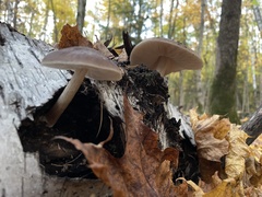 Pluteus cervinus