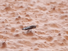 Opomyza germinationis
