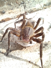 Phoneutria nigriventer