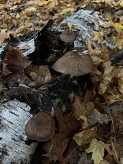 Pluteus cervinus