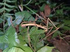 Parapachymorpha dentata