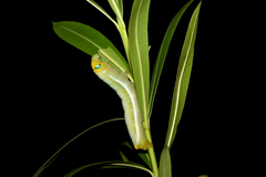 Daphnis nerii