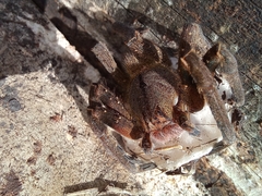 Phoneutria nigriventer