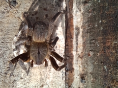 Phoneutria nigriventer