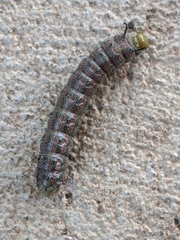 Anisota virginiensis