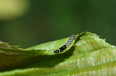 Helcystogramma rufescens