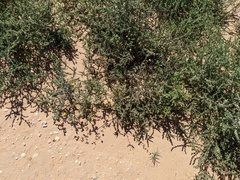 Kallstroemia parviflora