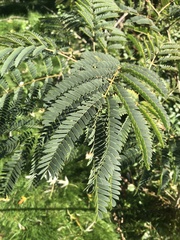 Albizia julibrissin