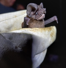 Nyctinomops laticaudatus