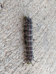 Anisota virginiensis