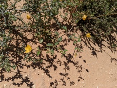 Kallstroemia parviflora