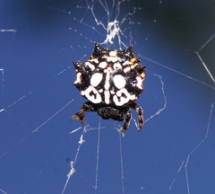 Gasteracantha sacerdotalis