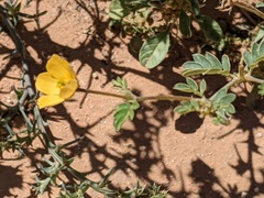 Kallstroemia parviflora