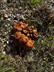 Craterellus lutescens